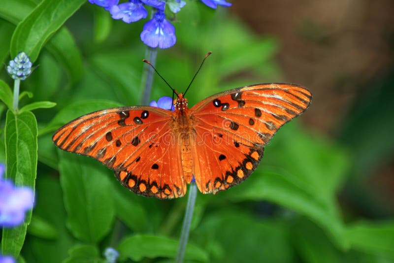 Orange Butterfly on Blue Flowers Stock Photo Image of butterfly