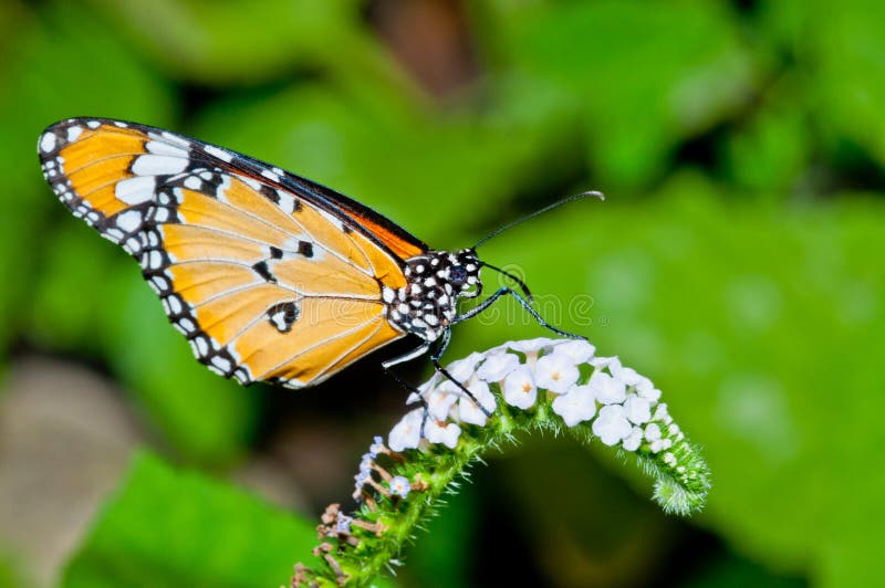 White & Orange Butterfly Stock Image Image of nature, background 2202113