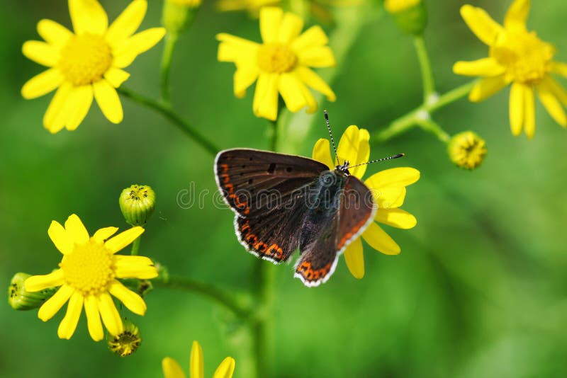 Orange butterfly on grass, macro stock photos Orange butterfly on grass, macro stock photos