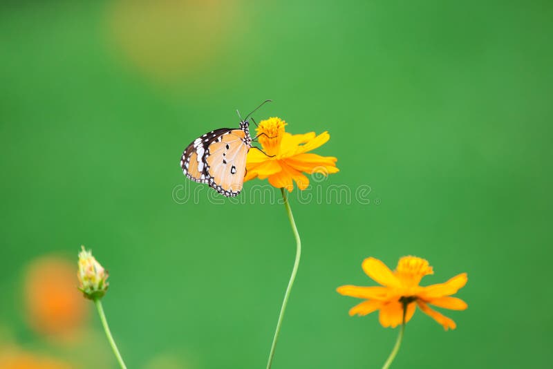 Orange Butterfly on Green, Butterfly Monarch Stock Photo - Image of ...