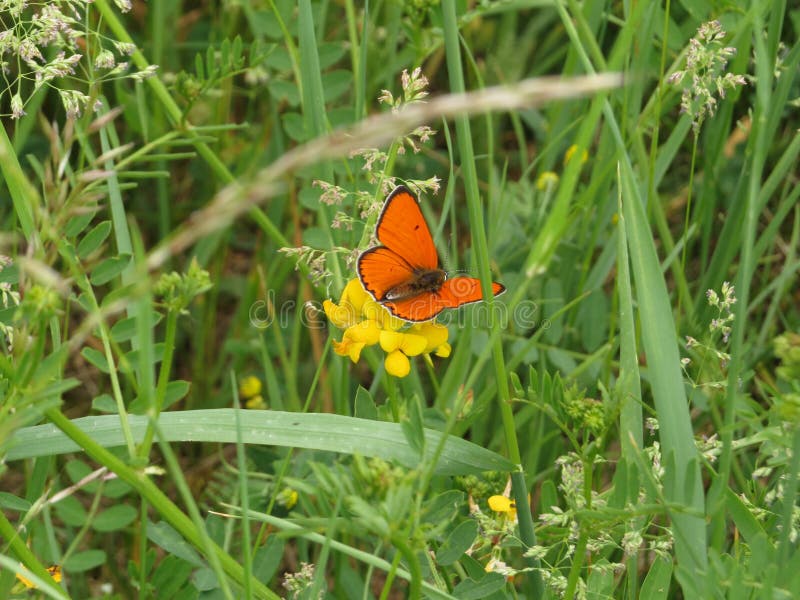 Orange butterfly in green spring meadow. Copper butterfly with orange wings. Nature and spring.