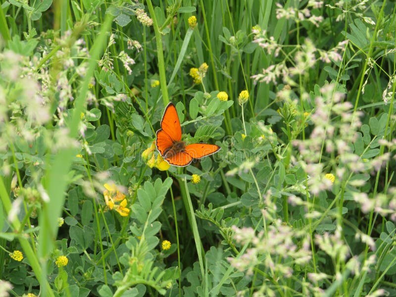 Orange butterfly in green spring meadow. Copper butterfly with orange wings. Nature and spring.