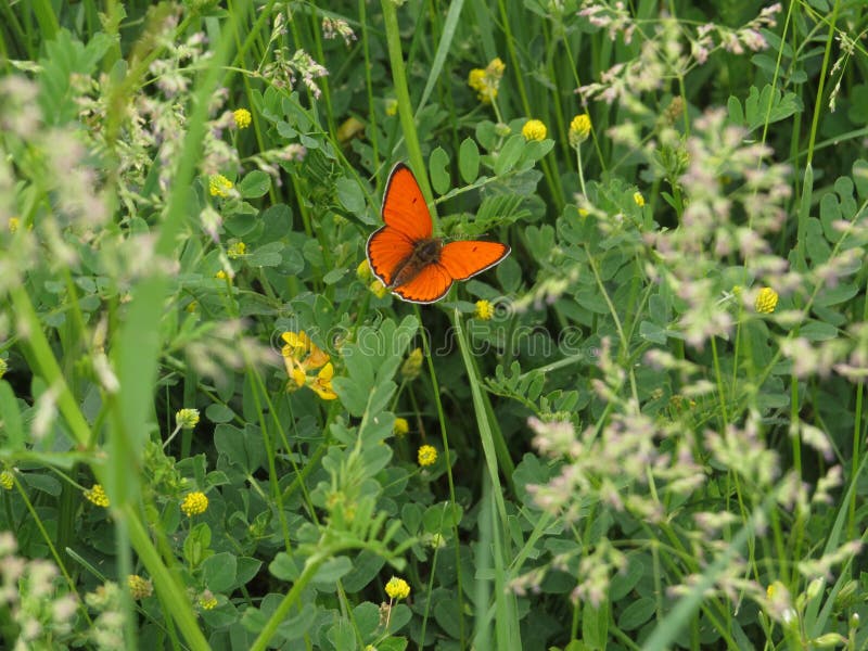 Orange butterfly in green spring meadow. Copper butterfly with orange wings. Nature and spring.