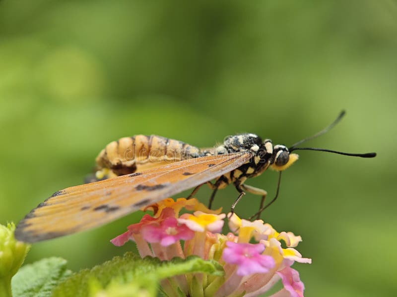 Orange butterfly perched on flower stock image