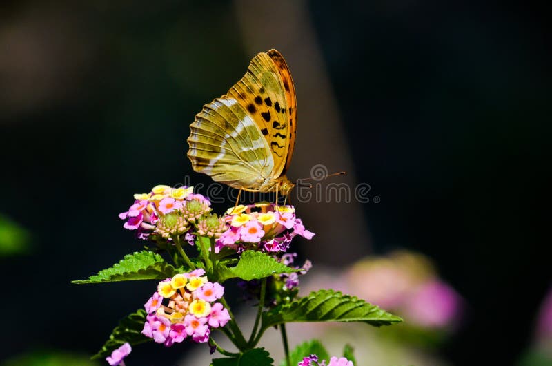 An orange butterfly resting on a flower in the sun, with a dark background