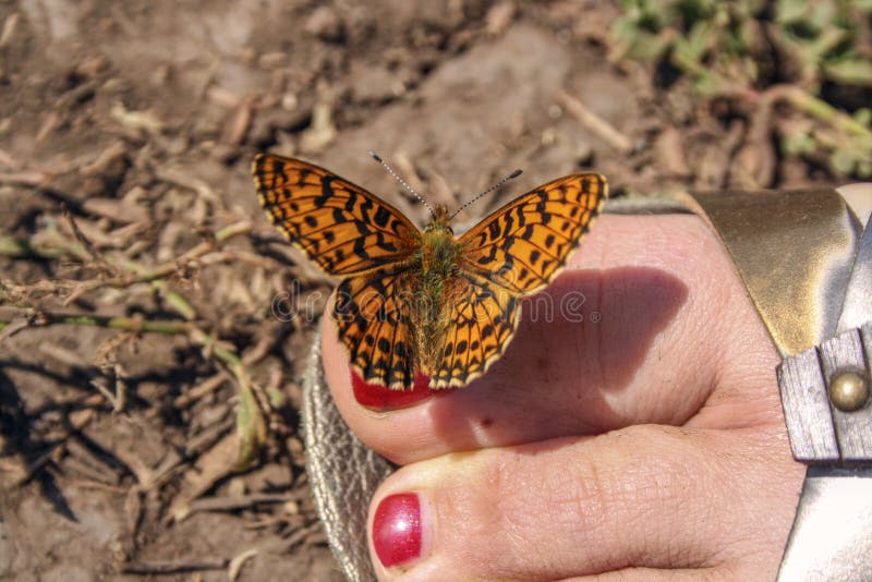 Orange butterfly sits on toes with red nail polish royalty free stock image Orange butterfly sits on toes with red nail polish royalty free stock image