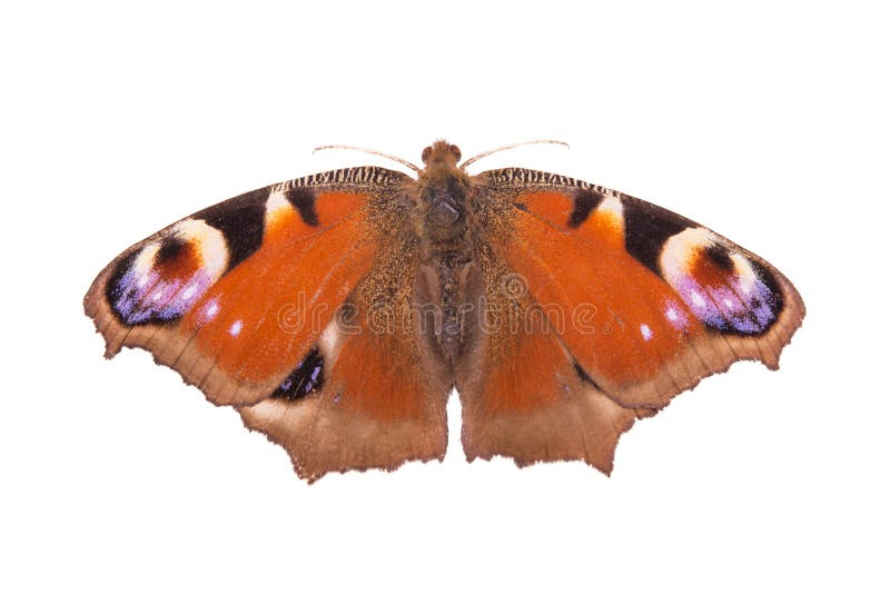 116,022 Butterfly White Background Photos - Free & Royalty-Free Stock ...