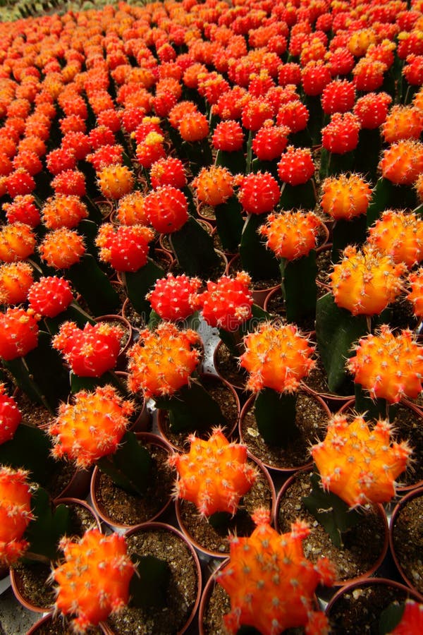 1,092 Colored Cactus Plants Stock Photos Free & RoyaltyFree Stock