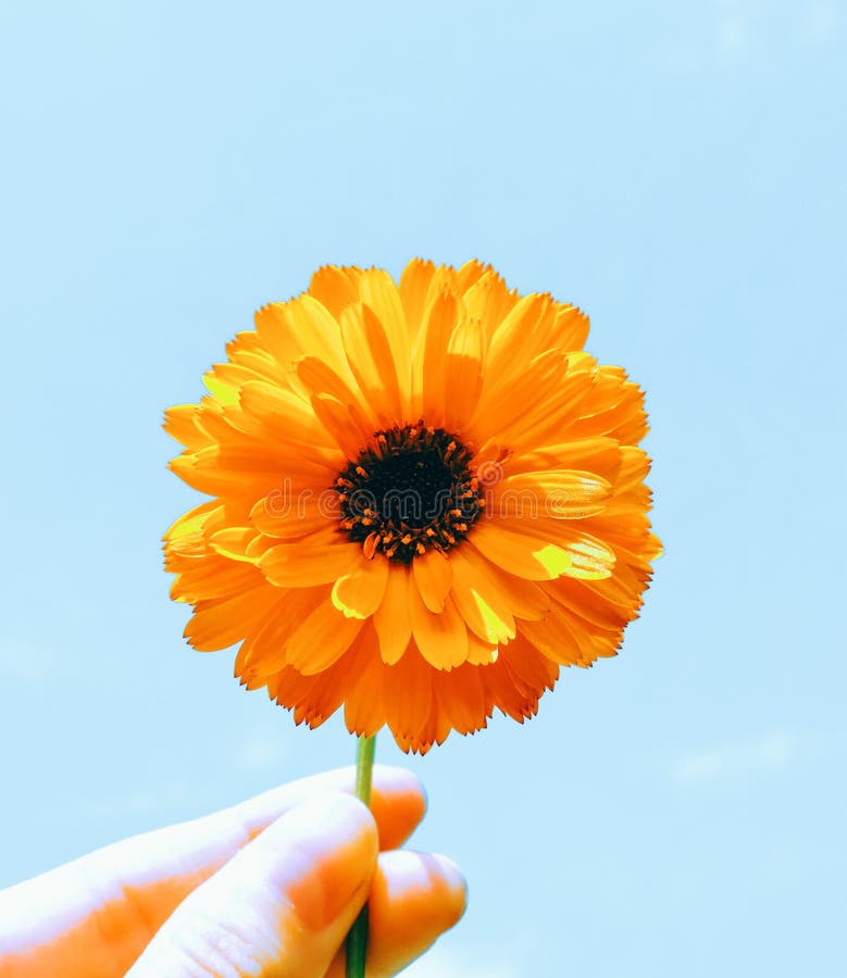 Orange calendula flowers. Blooming marigold flowers.Calendula on the sunny summer day. Close up.Medicinal herbs. royalty free stock photos Orange calendula flowers. Blooming marigold flowers.Calendula on the sunny summer day. Close up.Medicinal herbs. royalty free stock photos