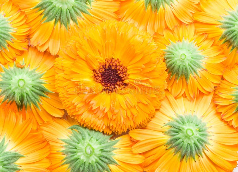 Orange calendula or marigold flower heads. Flower background. - Stock Image  - Everypixel