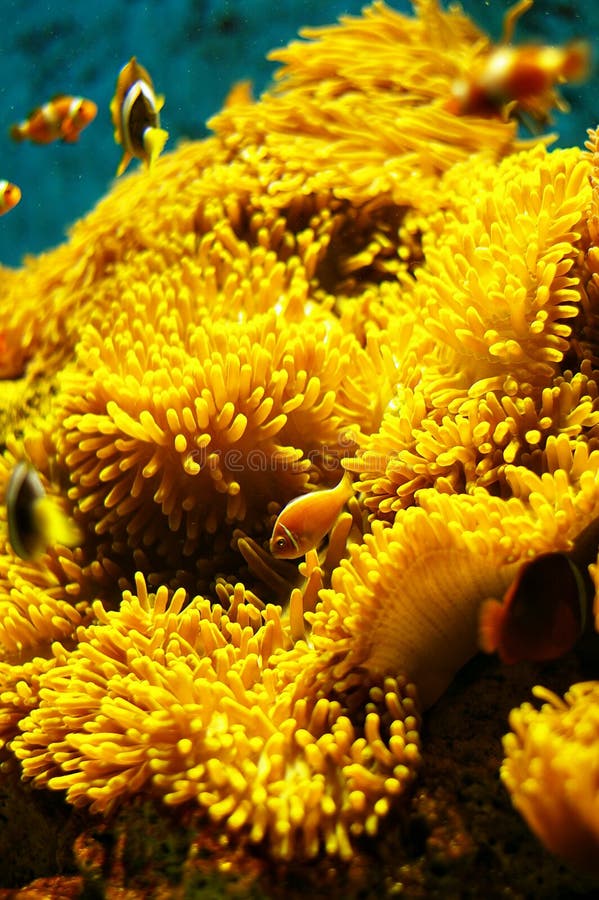 Orange in Camouflage royalty free stock image