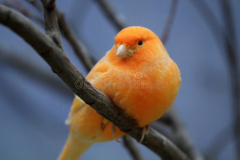  Orange Canary  Royalty Free Stock Image Image 30520006