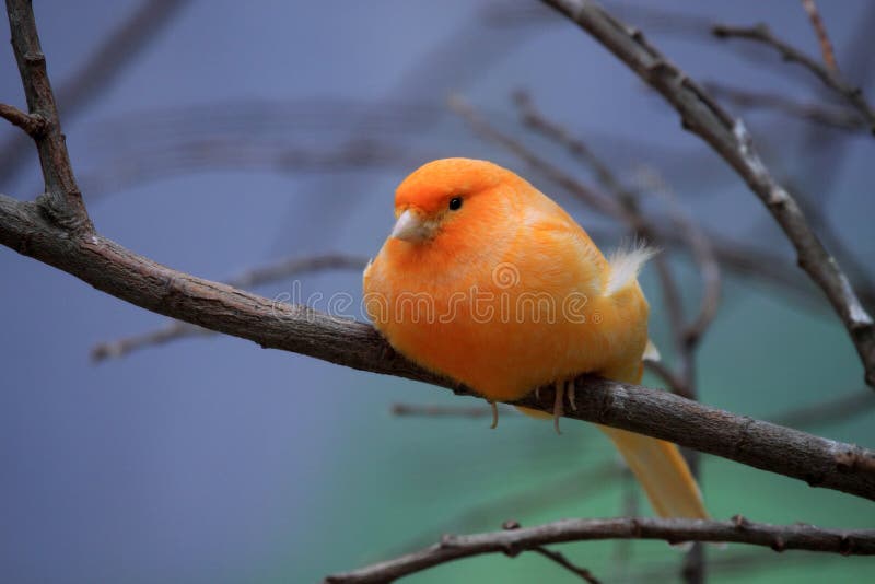  Orange Canary  Royalty Free Stock Photography Image 30520007
