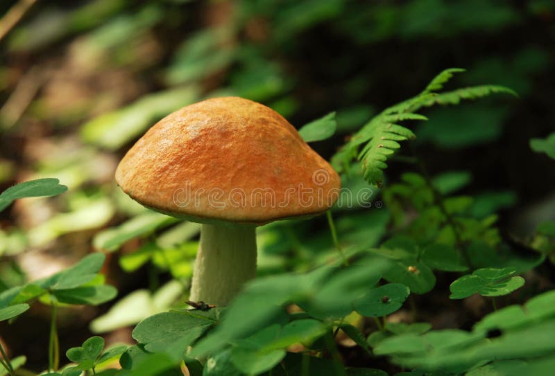 Orange-cap boletus