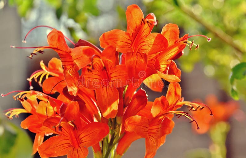 Orange Cape Honeysuckle Bush Blossoms Stock Image Image of autum
