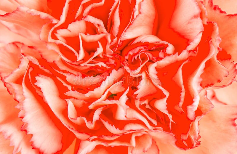 Orange carnation flower close up.