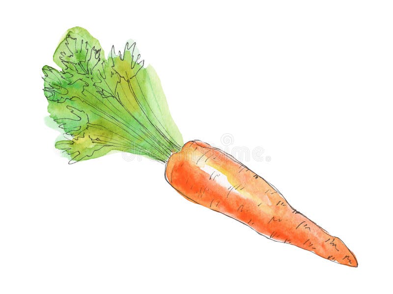 Carrot by Ray J. Braz on Dribbble