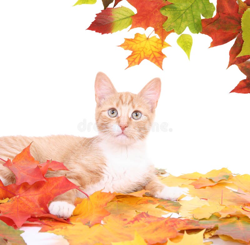 brown orange cat brown orange cat