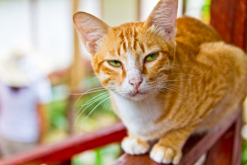 brown orange cat brown orange cat