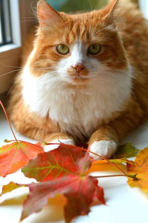 Orange Cat Autumn Leaves and Rowam Berry White Background Stock Photo