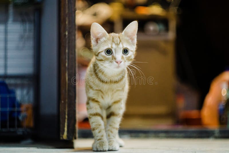 Orange cat with big eyes stock image. Image of abyssinian 171370127
