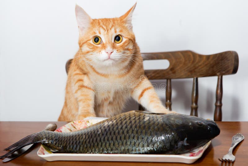 Orange cat and a big fish stock photo. Image of curiosity 43163310