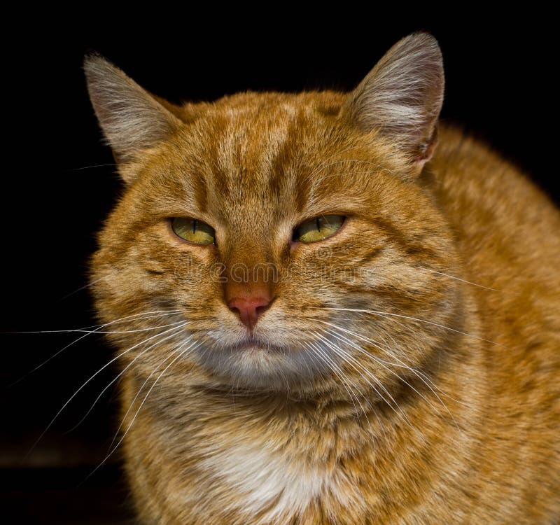 Black dog stock photo. Image of breed, object, eyeglasses 48803630