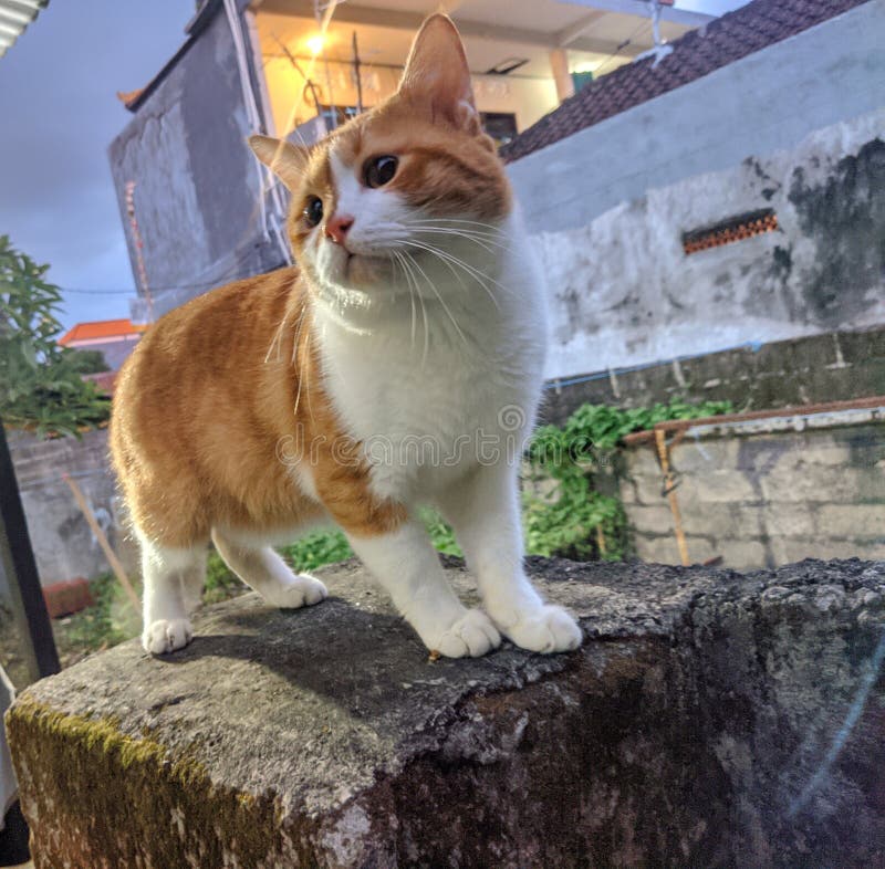 Friendly Orange Cat Near Me Characteristics, Shelters, and Care