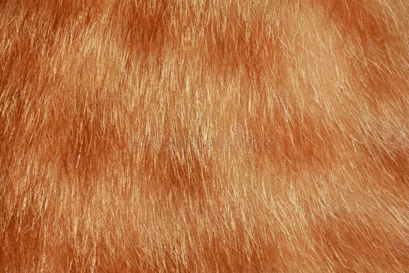 Orange Cat Hair, Full Frame Orange Fur, for the Background Stock Photo