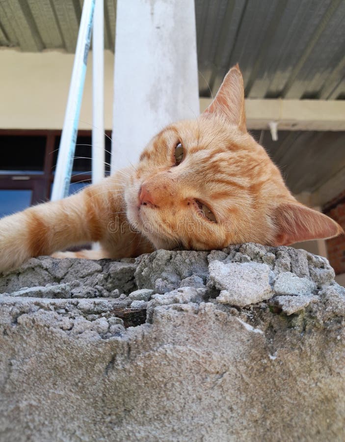 Orange cat on her lazy time stock photography