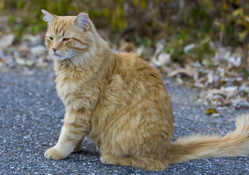 Orange Cat Looking Away Outside In Yard Stock Photo 