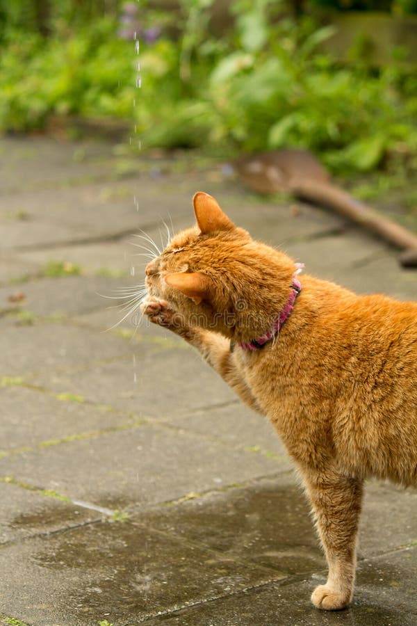 Orange Cat Plays with Water Droplets Stock Photo Image of water, close 43643564