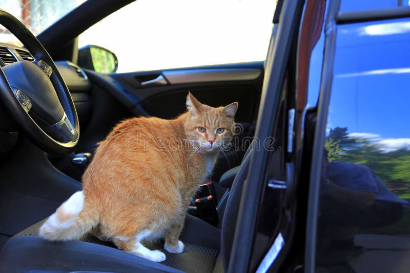 Download cat others driver meme Download cat others driver meme