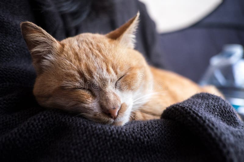 Download Orange Cat Sleeping In Girl Hug Stock Image - Image of cats, holding: 57534695