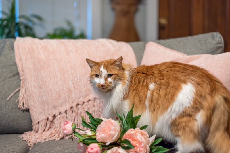  Orange  Cat  Walking Across The Living Room  Couch Stock 