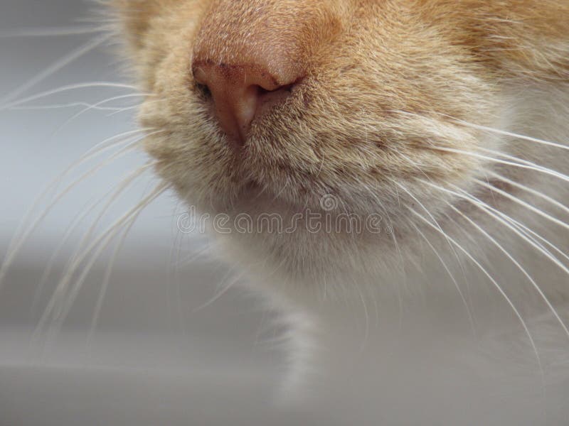 Orange Cat Whiskers on a white blurred background