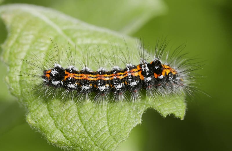 Orange Caterpillar Royalty Free Stock Photos Image 9572378