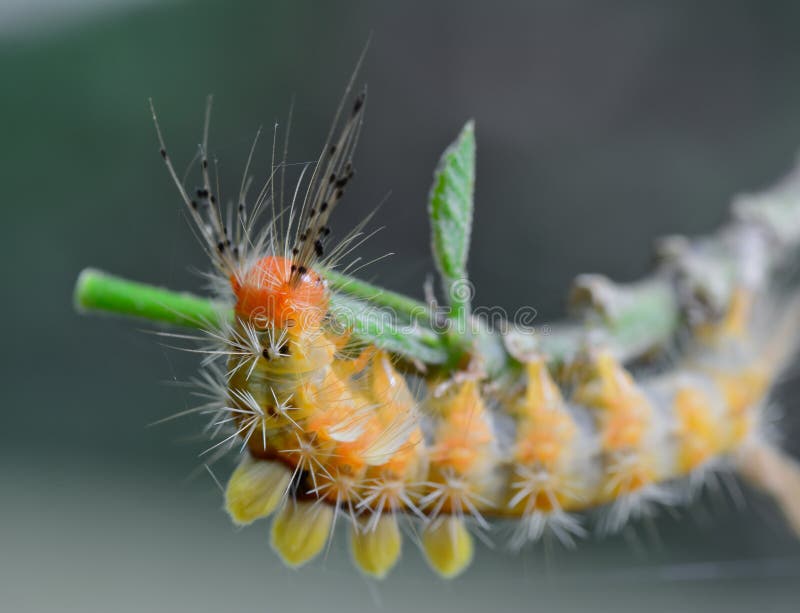 Orange Caterpillar Eating Leaves on Tree Branch Stock Image Image of heavy, larva 42871171