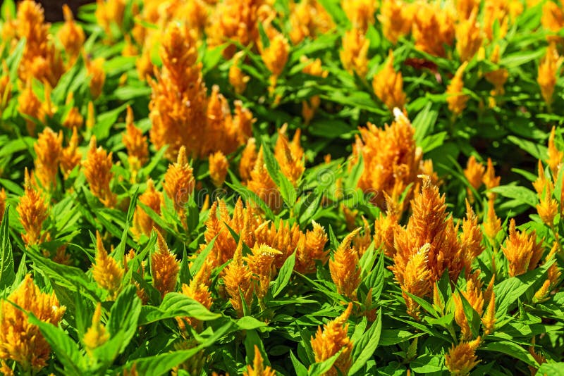 Celosia Wool Flower in the Garden Stock Photo Image of closeup, leaf