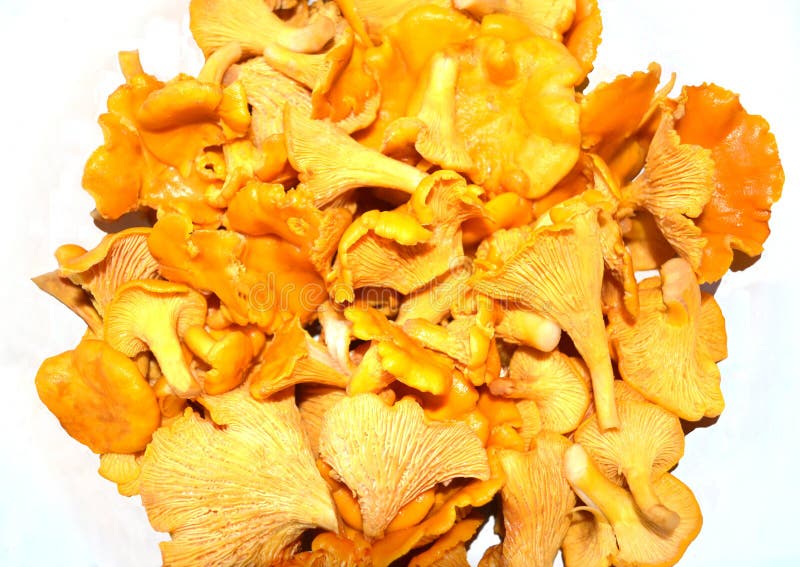 Orange Chanterelle Mushrooms Stock Photo Image of specialty