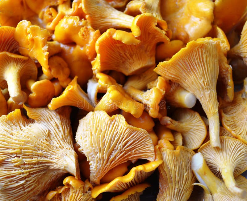 Orange Chanterelle Mushrooms Stock Photo Image of eating, yellow