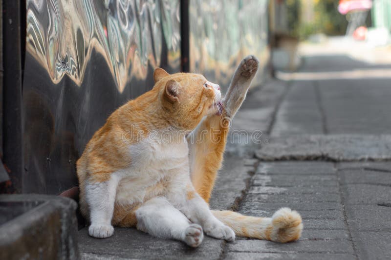 Orange chat lèche ses pattes ou ses jambes pour se nettoyer de la poussière. Chatte orange moelleux est assis détendu et se réfugier sur le côté de la route par temps ensoleillé.
