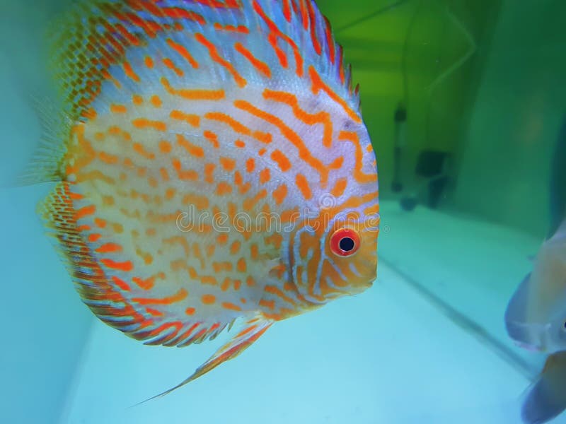 Orange Checkerboard Pigeon Discus Fish, Multicolored Fish with Amber