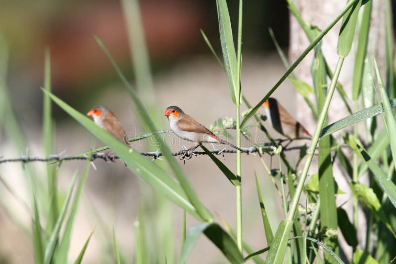 Orange Cheeked Waxbill