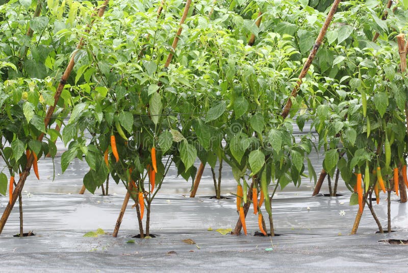 Orange Chili in Garden, Thailand Stock Photo Image of food, harvest