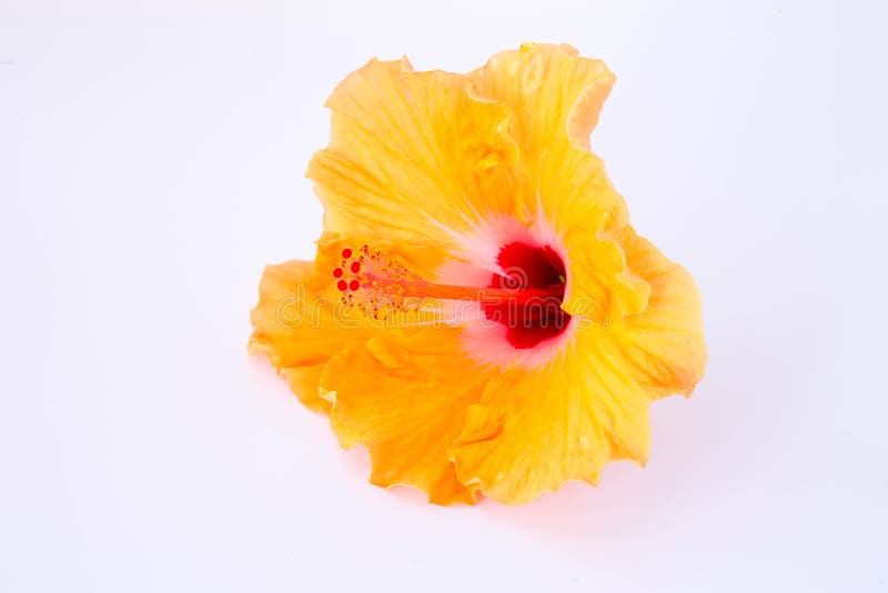 Orange Chinese Rose Flower Isolated Stock Image Image of chinese