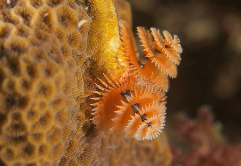 Orange Christmas Tree Worm stock image. Image of aquarium 17747717