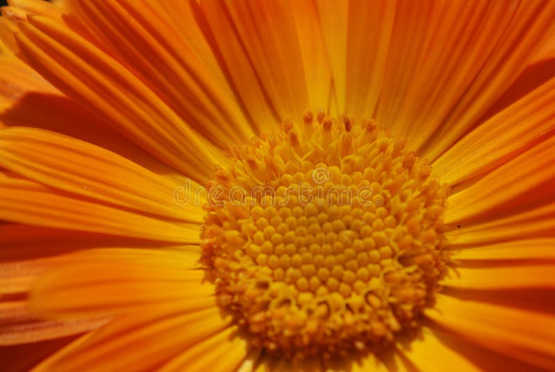 Orange chrysanthemum