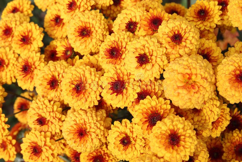 Orange chrysanthemum flowers