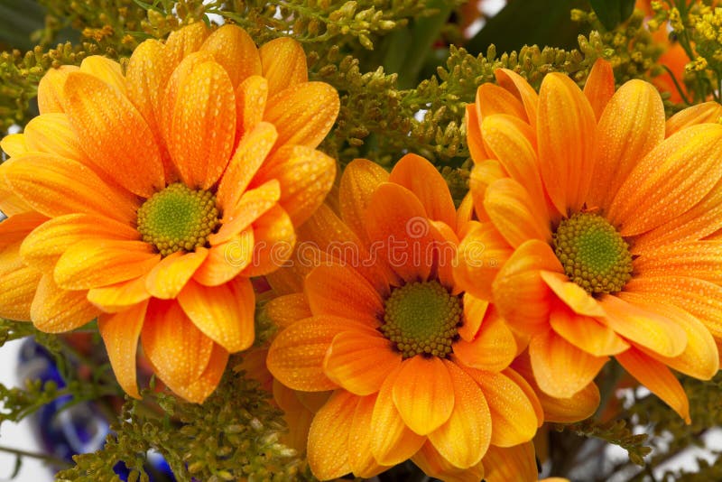 Orange Chrysanthemum Flowers Stock Image Image of plant, orange 23746117
